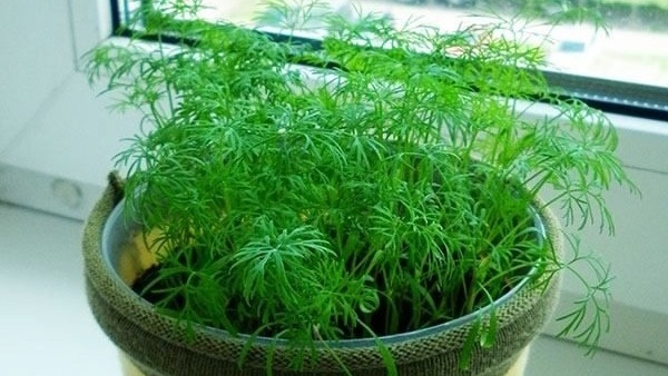 Укроп. Фото с pinterest.com