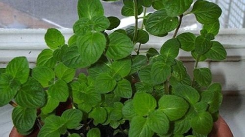 Мята. Фото с pinterest.com