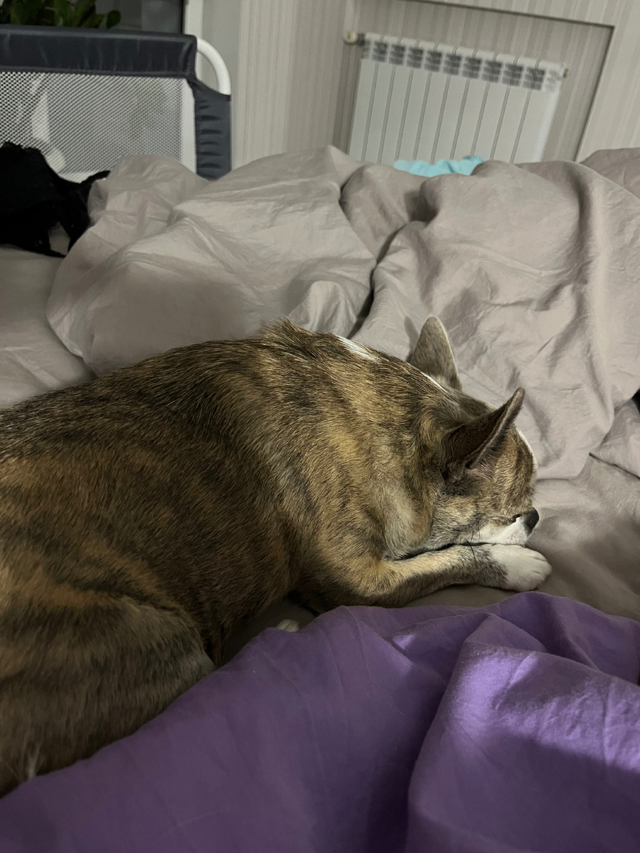 Тишуля - 2024 год