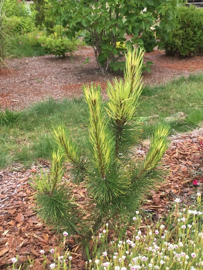 июль 2019 Pinus mugo Fruhlingsgold