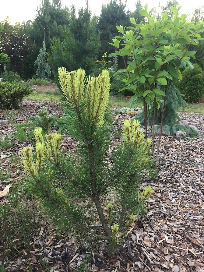 2020 Pinus mugo Fruhlingsgold