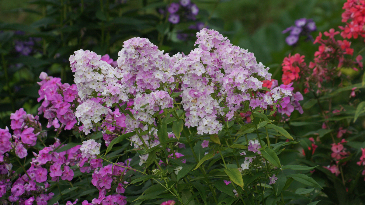 Флокс "Cool water" в моем саду