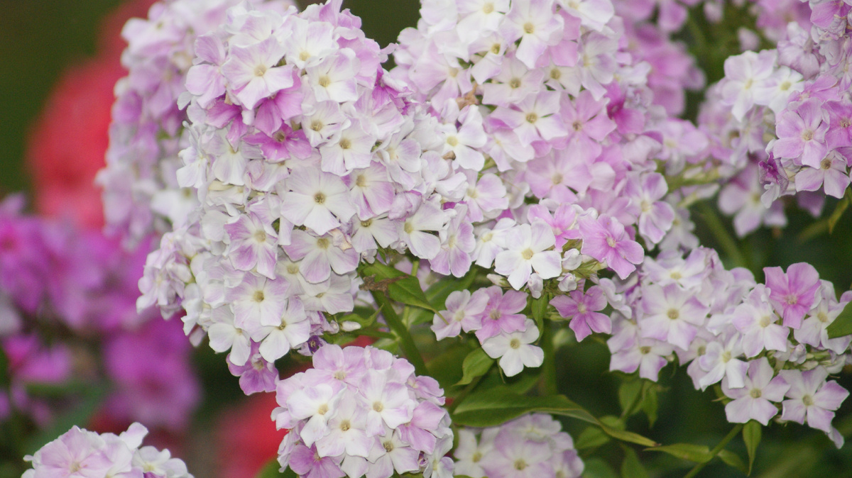 Флокс "Cool water" в моем саду