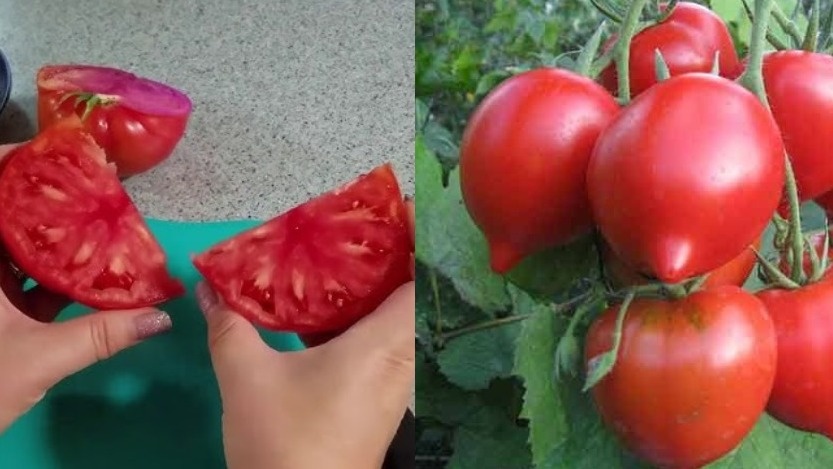 Стандартный размер плода томата Буденовка при правильном уходе