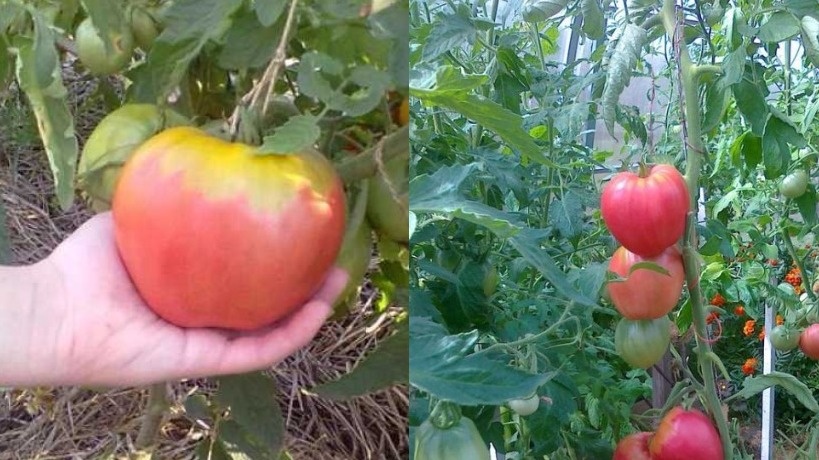 Эффективная система подвязки кистей томата Буденовка