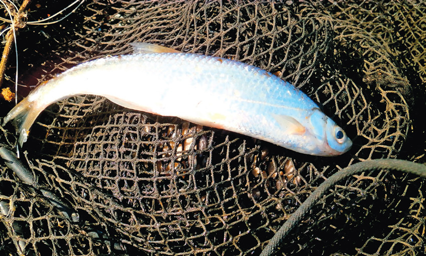 Фото: rybolovnn.ru