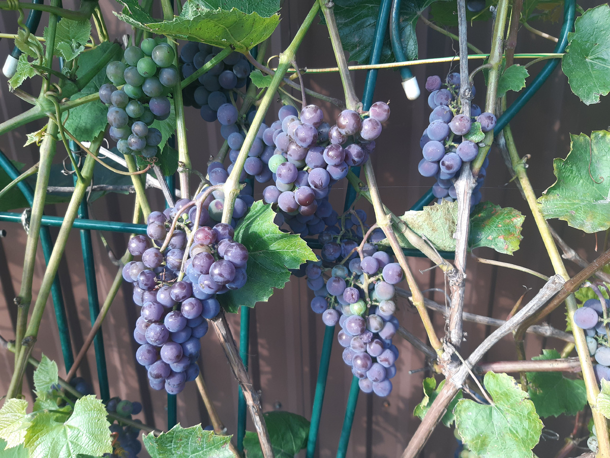 Виноград Альфа