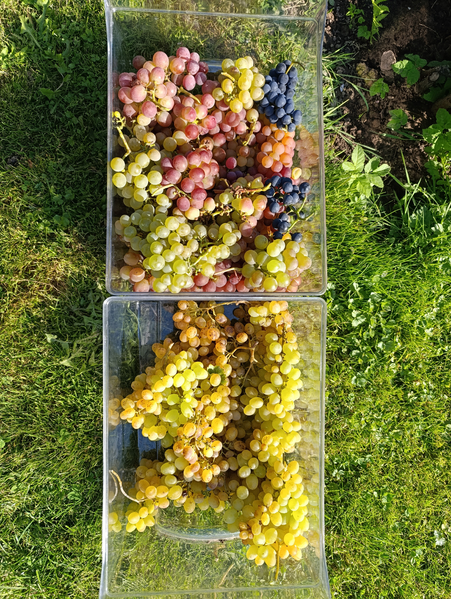 Виноград Подмосковья