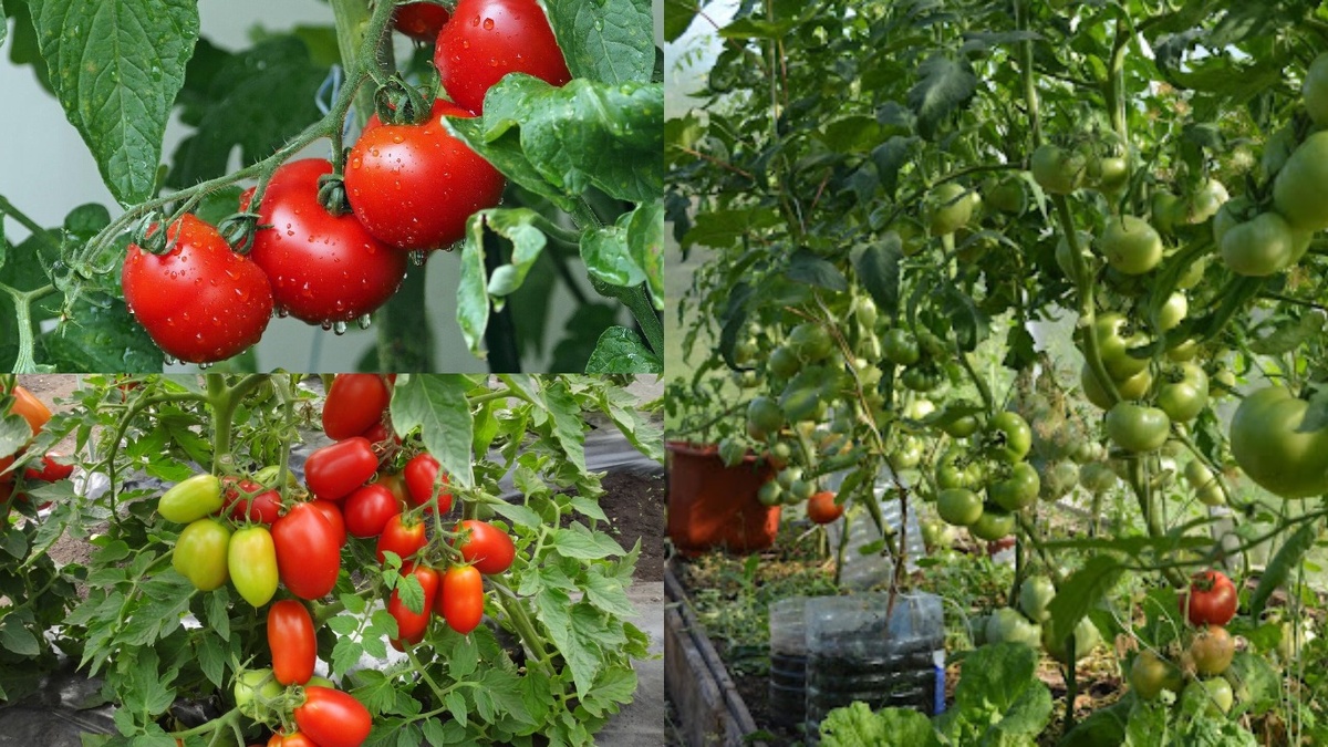 Результат правильного подбора сортов - непрерывный урожай с июня по октябрь