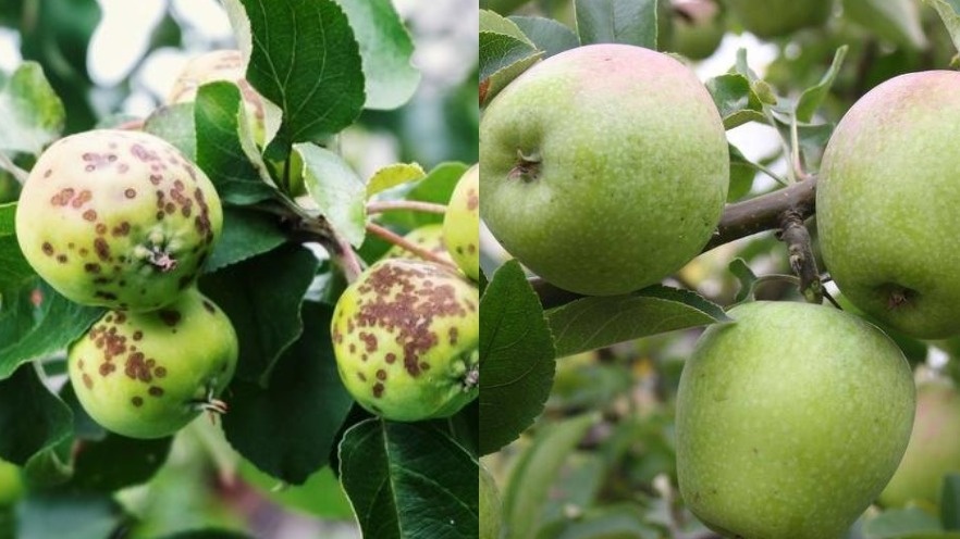 Разница между правильной и неправильной осенней обработкой сада очевидна