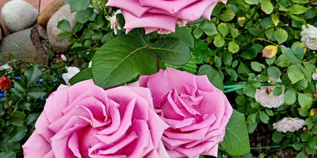 Верю - не верю. Советы и факты про садовые розы, проверенные лично