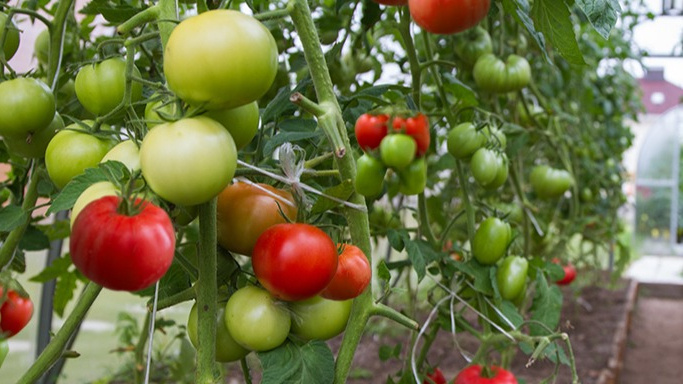 Результат грамотной подготовки теплицы - урожай 18 кг/м²