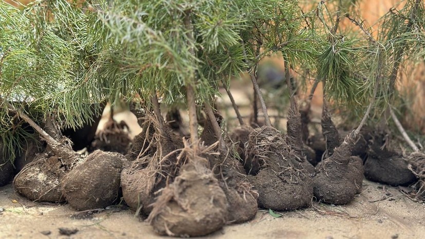    Рашид Темрезов