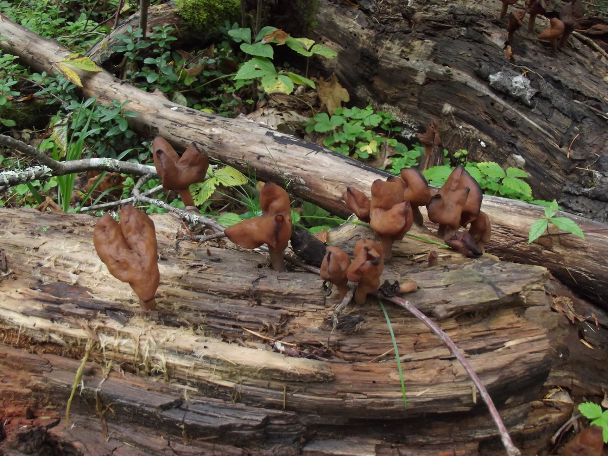 Себежский район