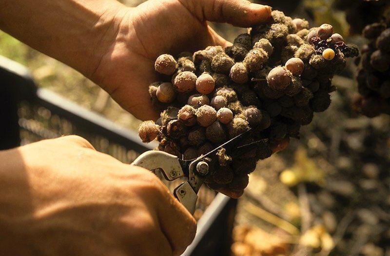 Ботритизированный виноград