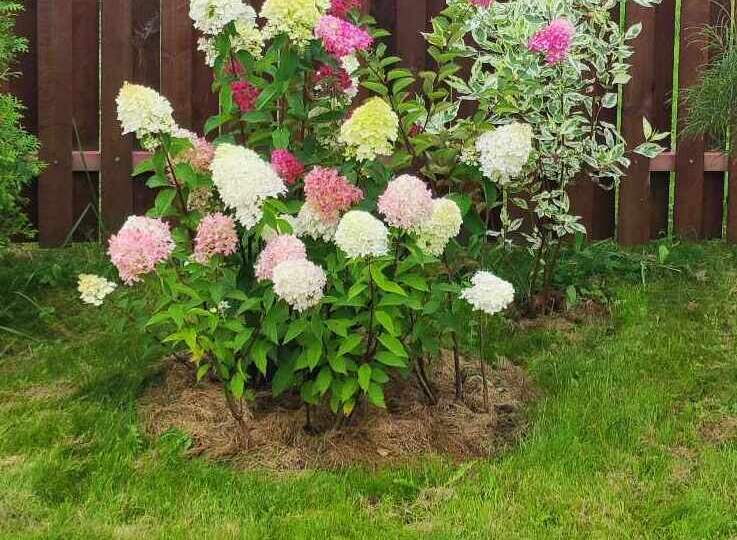 Растения для тенистых уголков сада