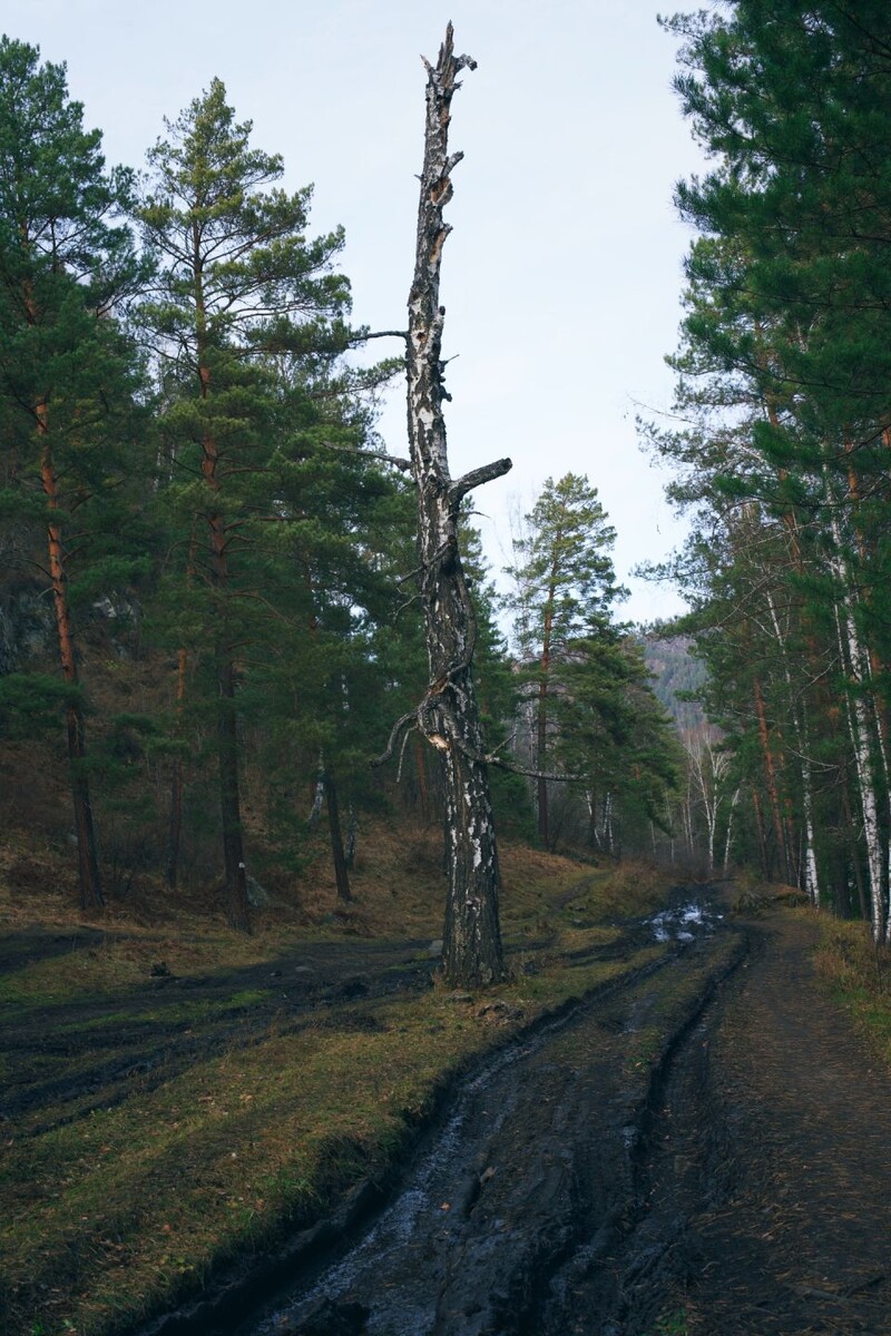    Село Аскат и дорога к голубым озерам Алтая. Источник: Андрей Сороко / "Толк"