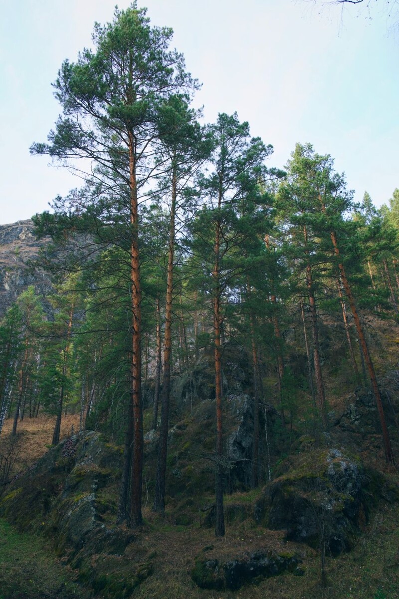    Село Аскат и дорога к голубым озерам Алтая. Источник: Андрей Сороко / "Толк"