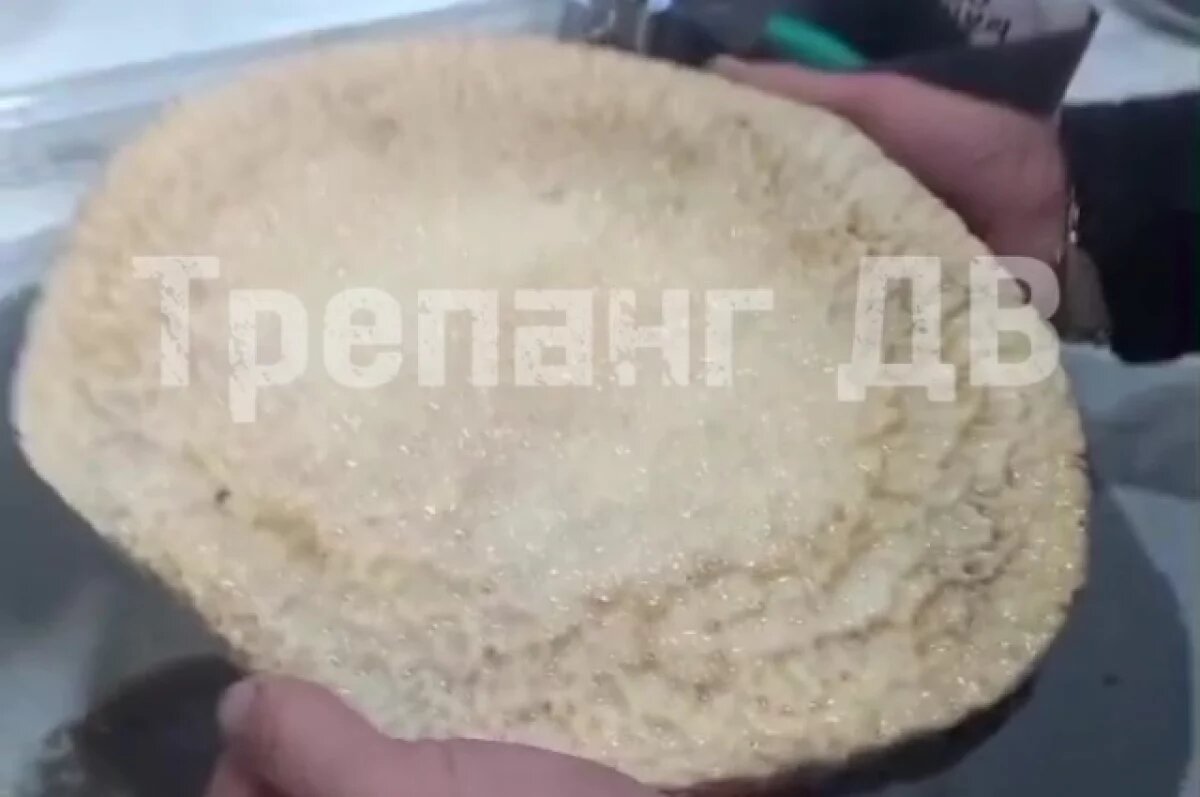    Сахалинцы сняли на видео странное морское существо с «костяным панцирем»