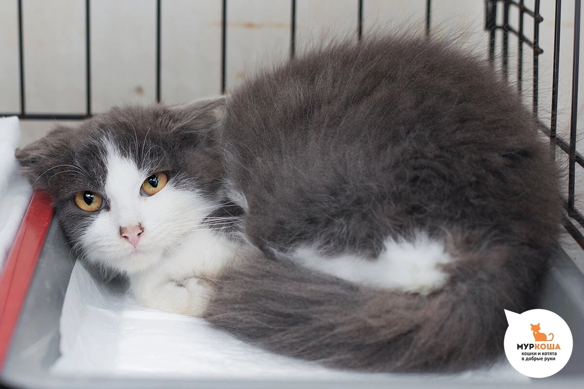 Аксинью нашли на дачах.