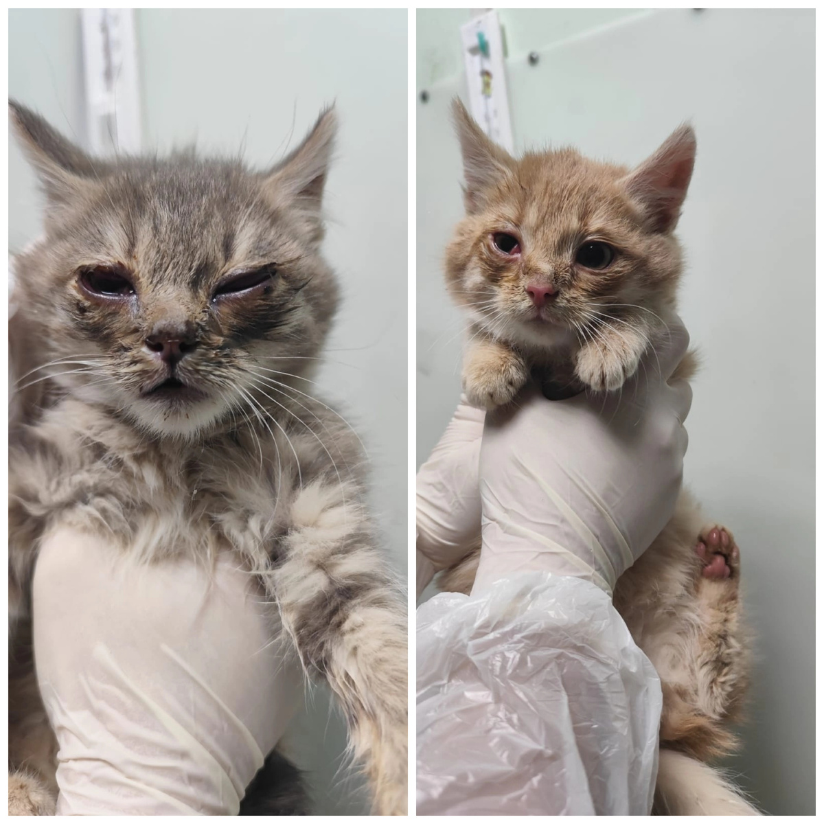 Лойс (слева) и Слэй (справа) сестра и брат, найдены на даче.