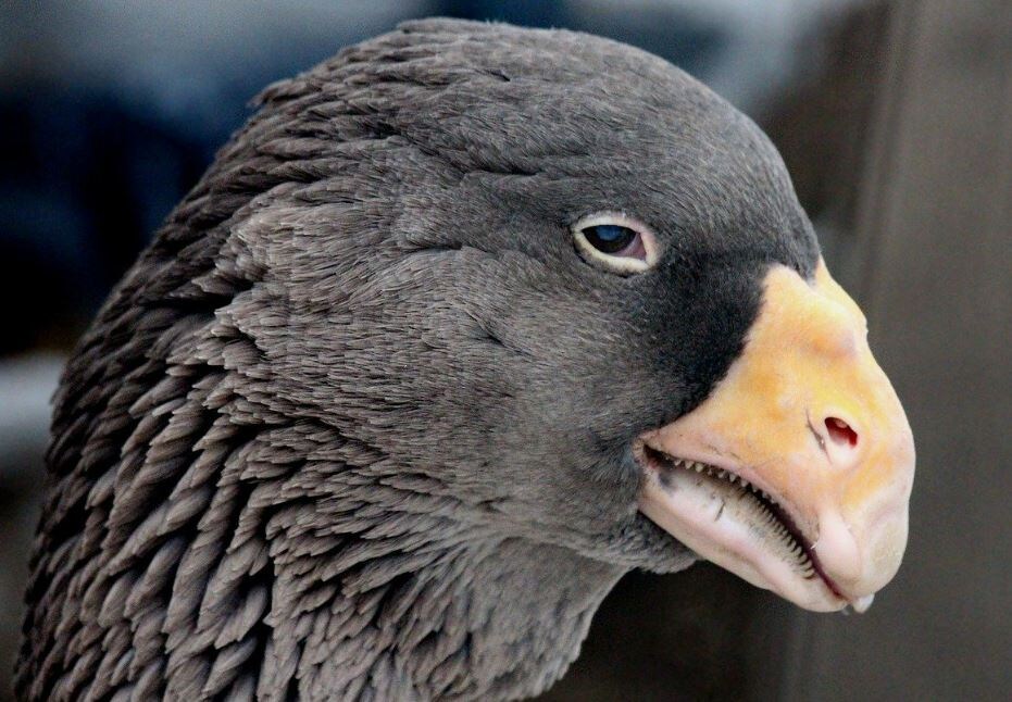 По-моему, они отлично умеют рычать))