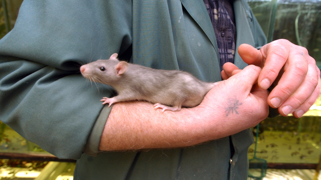    Aleksandr Schemlyaev/Russian Look
