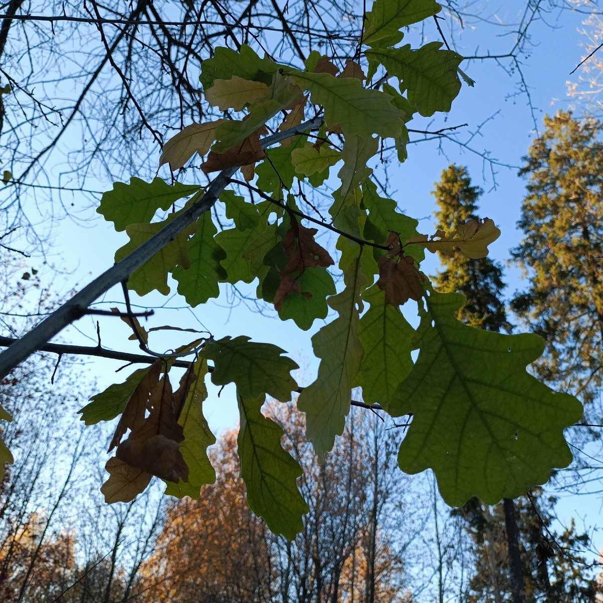 Просто взляд с другой стороны на дуб.