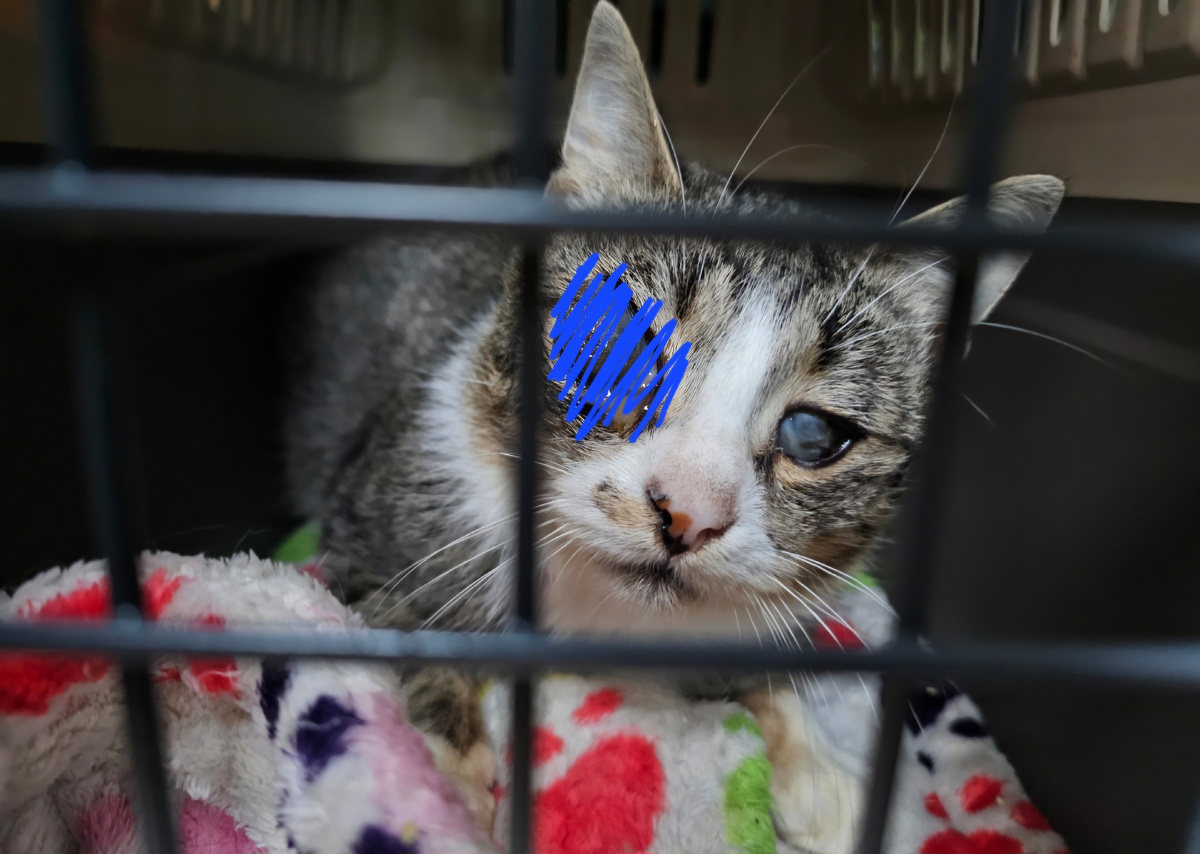 Фото автора. Арашик.