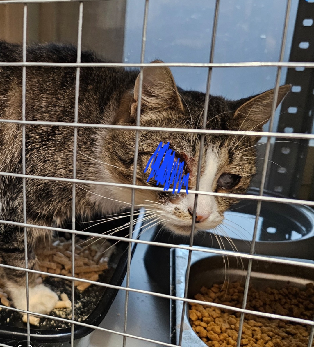 Фото автора. Арашик.