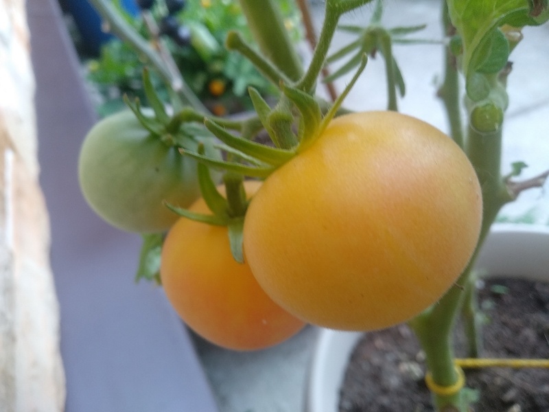 Сладкие томаты «Персик» в кашпо. 2024 г.