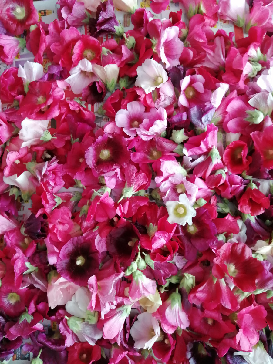 Цветы мальвы с пустыря.