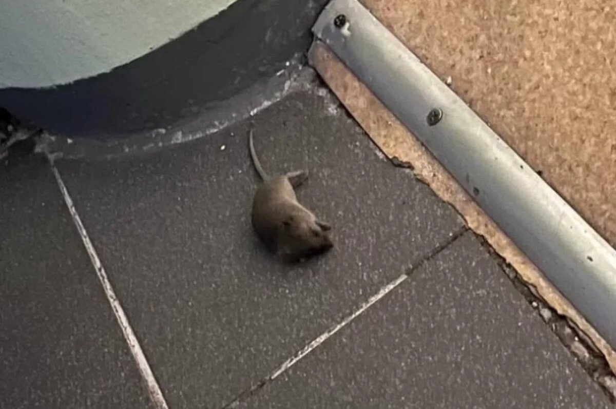    Ученики нашли мертвую мышь в школьном коридоре в Чите