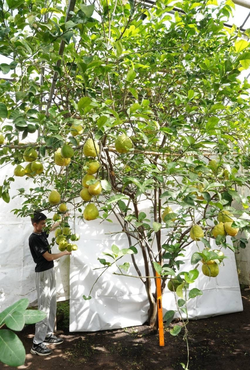 Фото: Уфимский лимонарий 