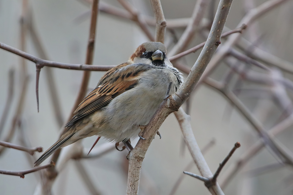 Фото Андрея Деева. Домовый воробей 