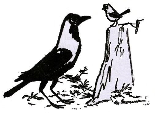 Бедный ворон