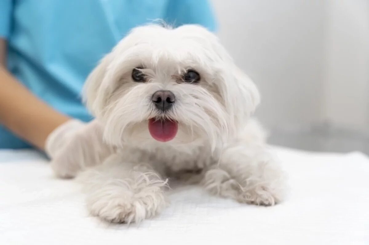    Маркировка и регистрация собак станут обязательными на Алтае с 2025 года