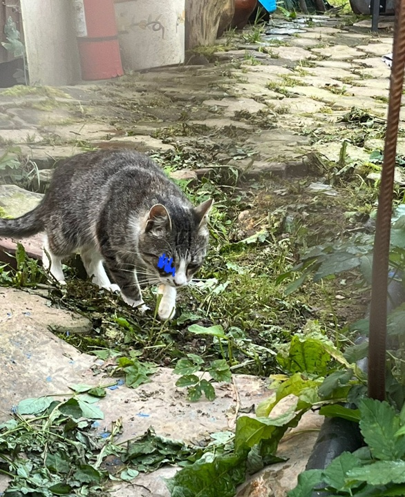 Арашик на даче