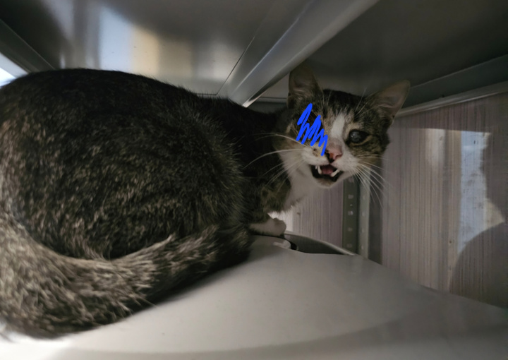 Арашик в приюте