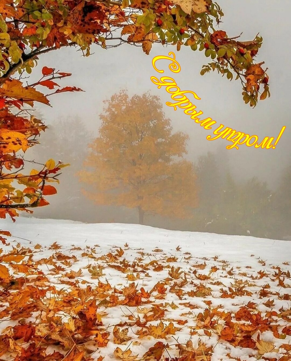 Яндекс картинки