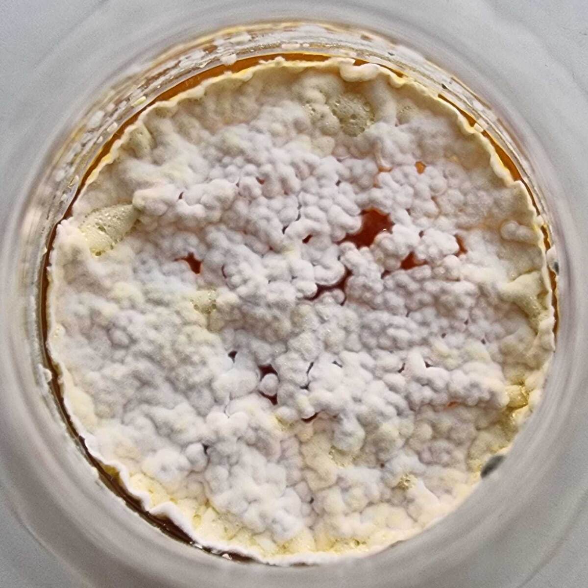     Культура грибов, использованных в исследовании / Елена Ефременко