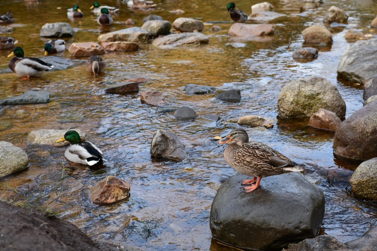    Фото: "Республика"/ Оксана Кудряшова
