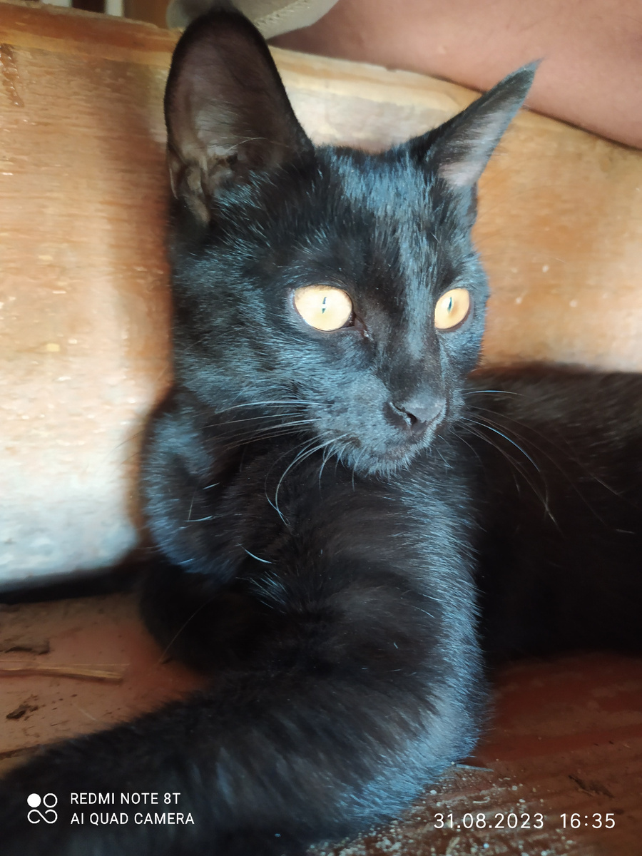 Мурка наша кошка-красавица прошлым летом. Фото автора.