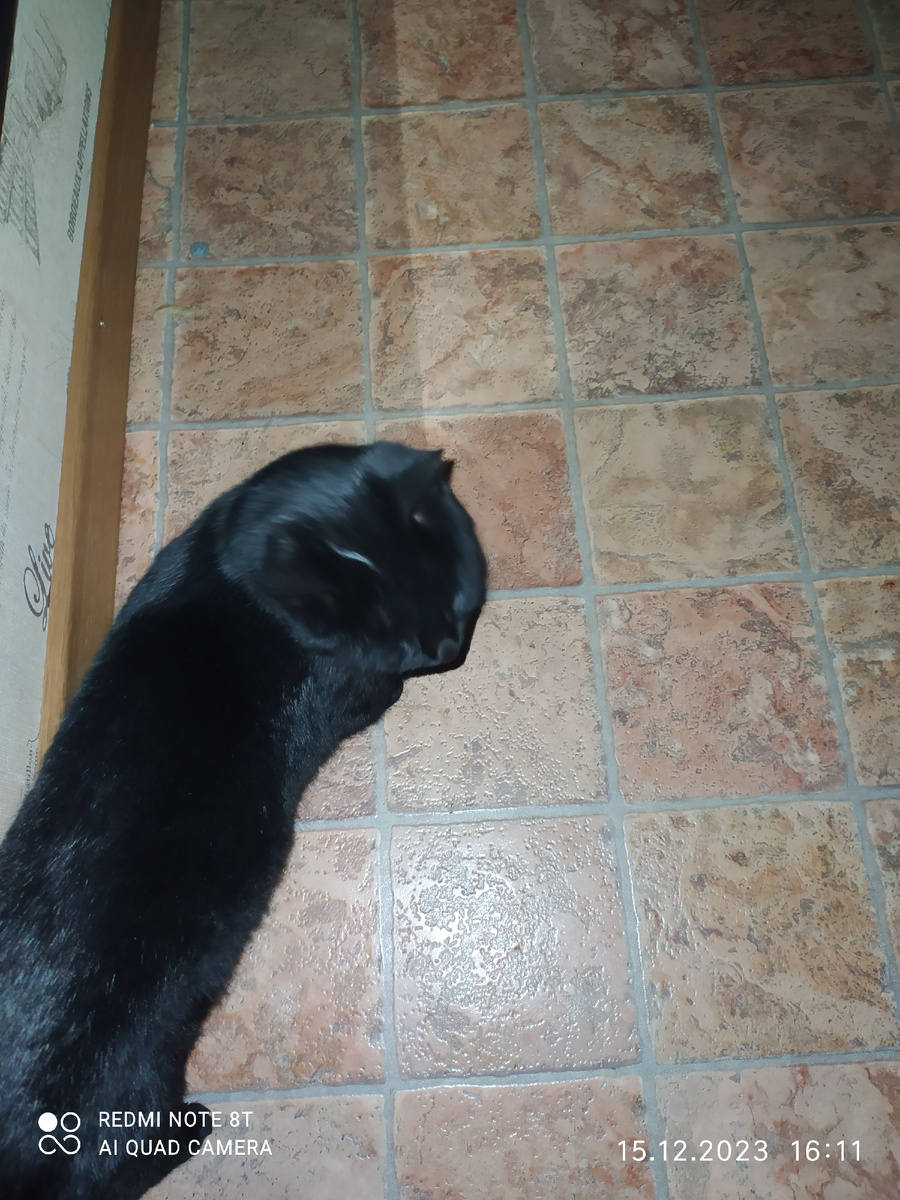 В квартире кошка грустила. Фото автора