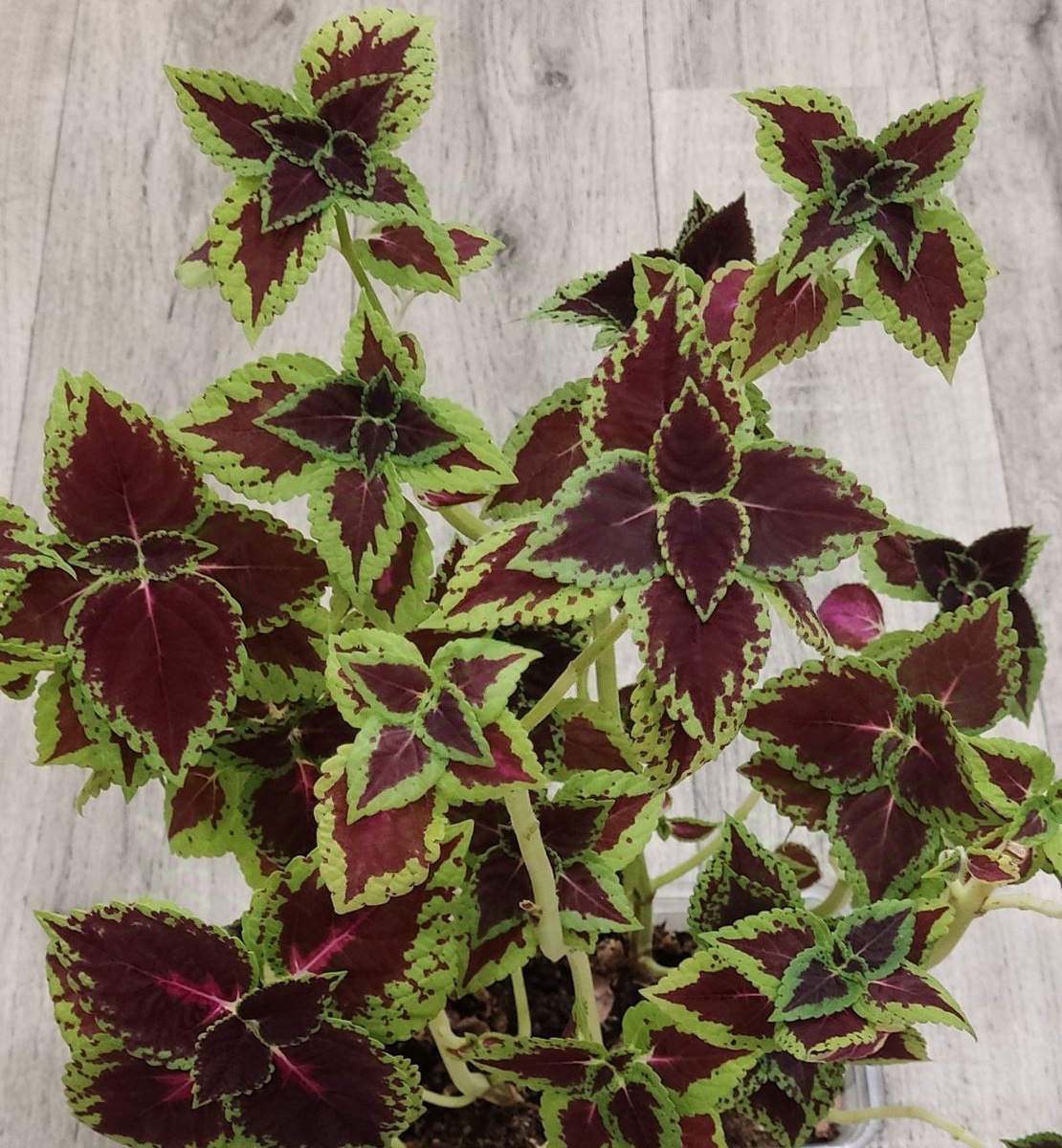 Прошу не смущаться внешнего вида и дочитать статью до конца, где будет представлено преображение