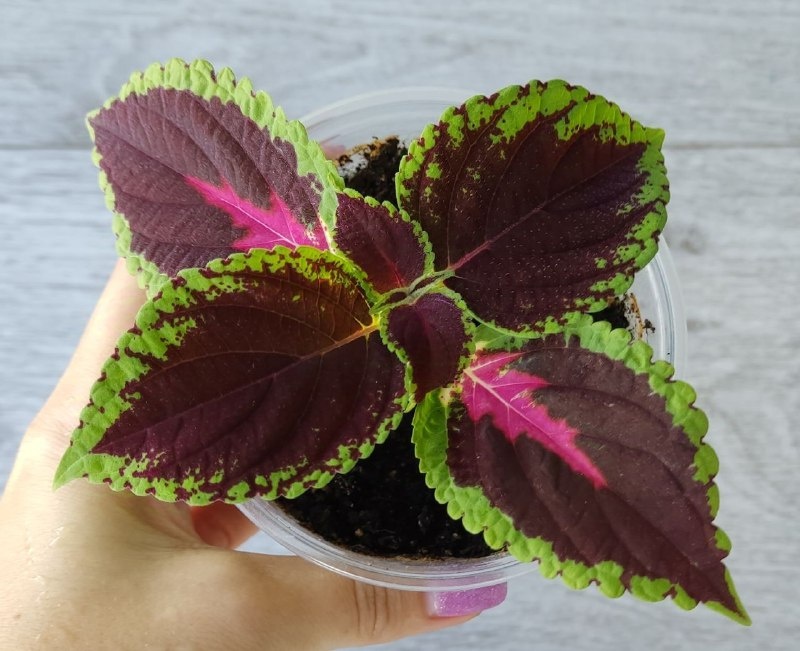 Высаженный отросток от растения, которое мне досталось