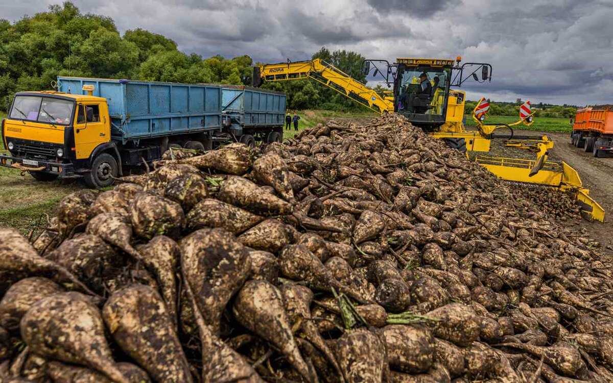    В Липецкой области собрали 4 млн тонн сахарной свеклы Управления сельского хозяйства Липецкой области