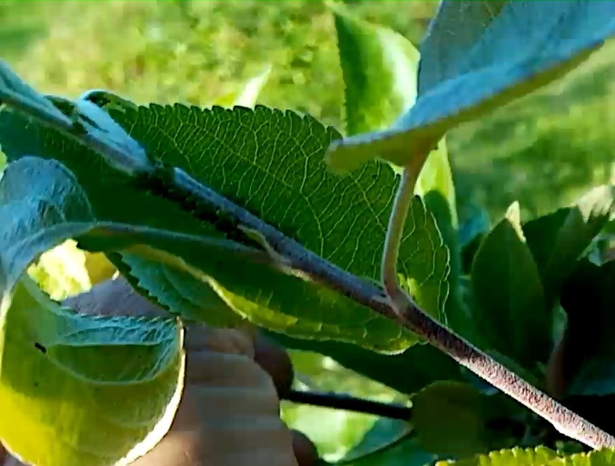 Тля заселилась  на яблоне