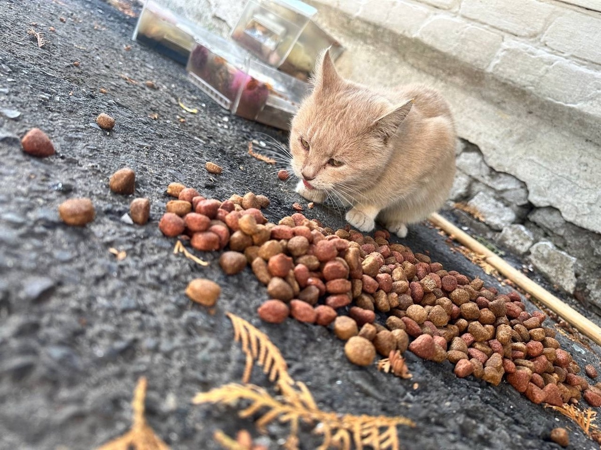    Телеведущая и певица Ольга Орлова передала корм в курский приют для бездомных животных "Право жить"