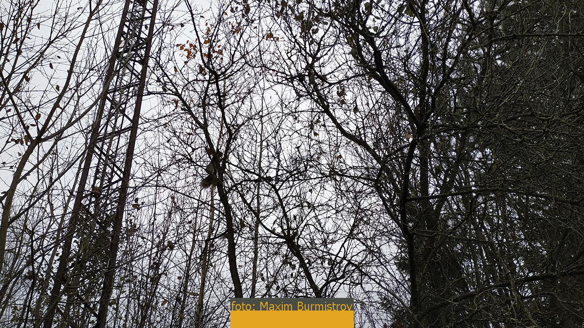 Белочку видишь, нет? 